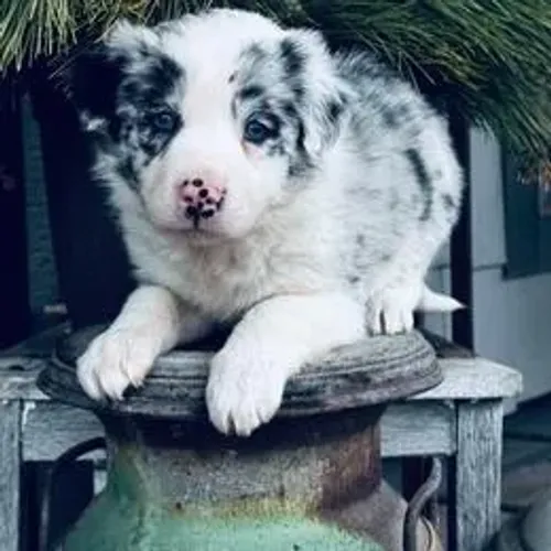 Border Collie,Border Collie Filhote Saudável Excelente Companhia