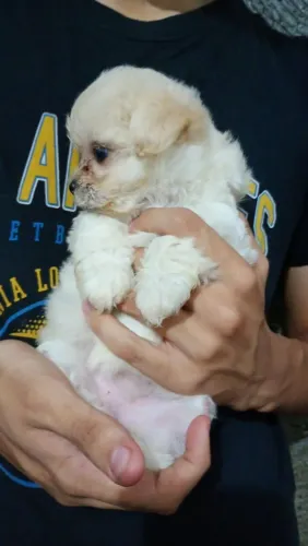 Lindos BEBES Chihuahua X Maltês