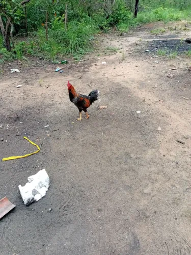 Galinha caipira do sitio