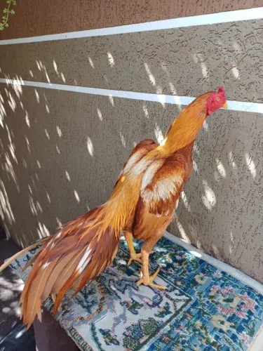 Galinhas raça puras