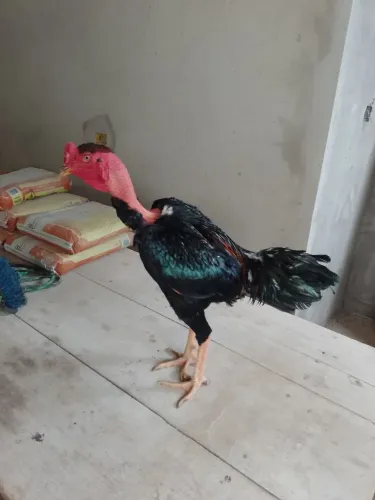 Frango índio Polaco