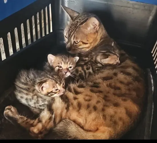 Filhotes de gato BENGAL 