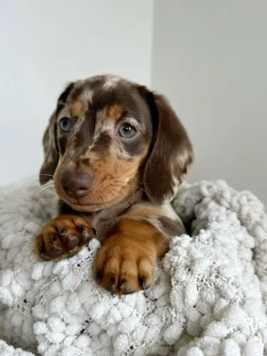 Dachshund: Conheça os Filhotes Disponíveis Hoje