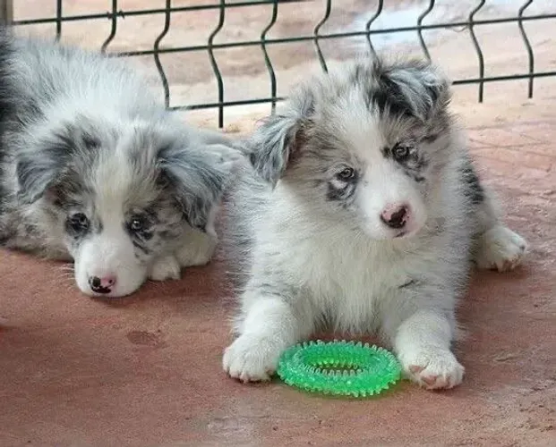 Border collie disponivel