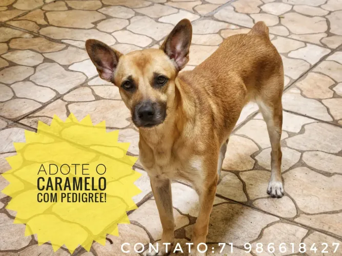 Dog caramelo de guarda
