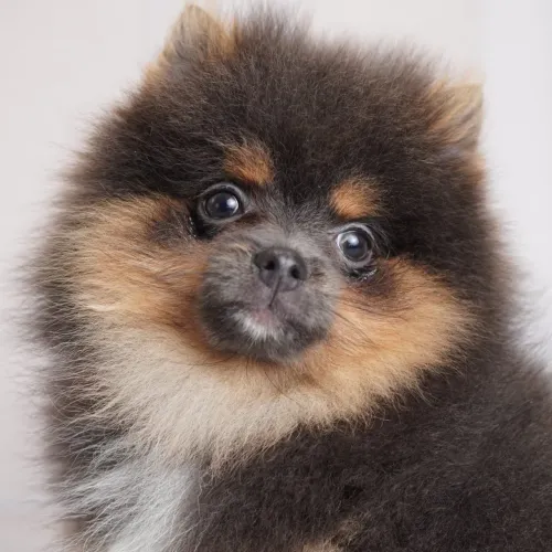 Filhotes de Spitz Alemão Anão (Lulu da Pomerânia)