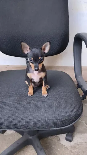 Filhote de pinscher