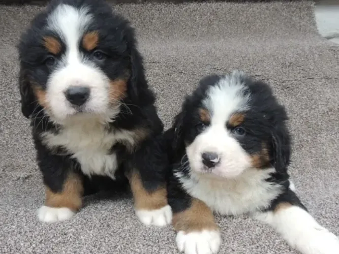 Seu Bernese dos sonhos pode estar aqui ? parcelamos em até 12x sem juros