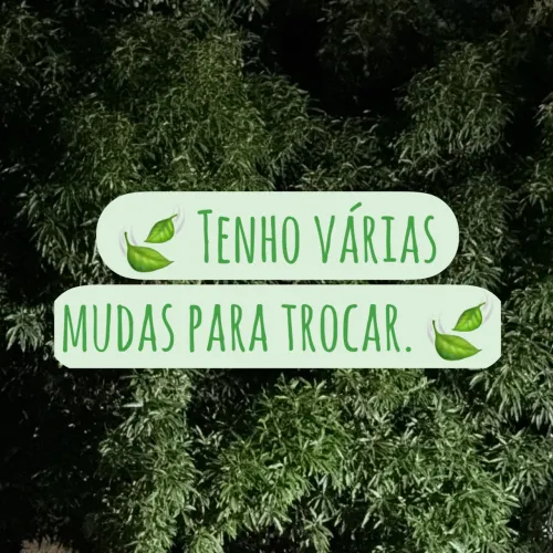 TENHO MUDAS PARA TROCAR