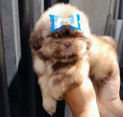 Shih Tzu macho promoção