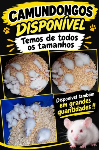 Camundongos...