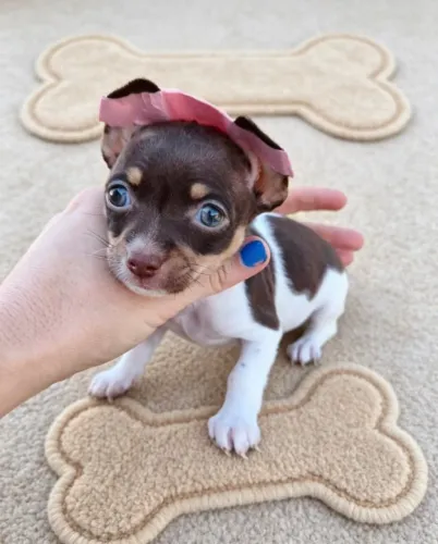 Pinscher Exótico Muito Fofo
