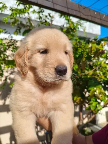 Filhos de Golden Retriever 