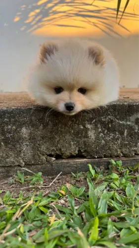 Filhote de Spitz alemão- macho