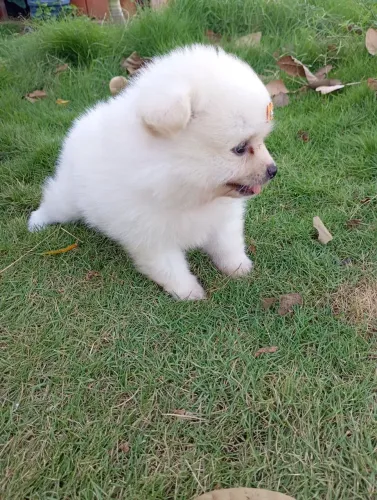 Spitz alemão fêmea 