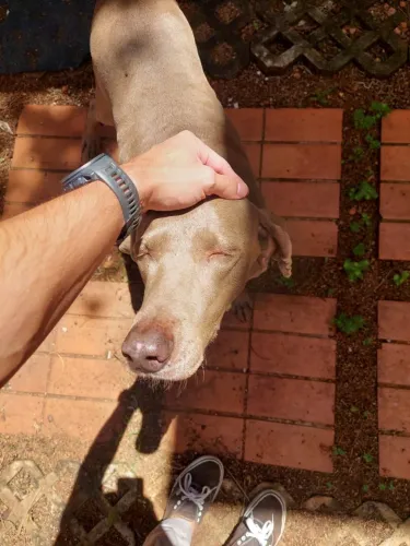 Filhotes de cães waimaraner ou doberman
