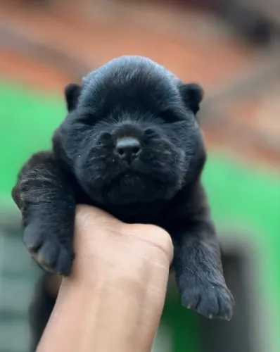 Chow chow 