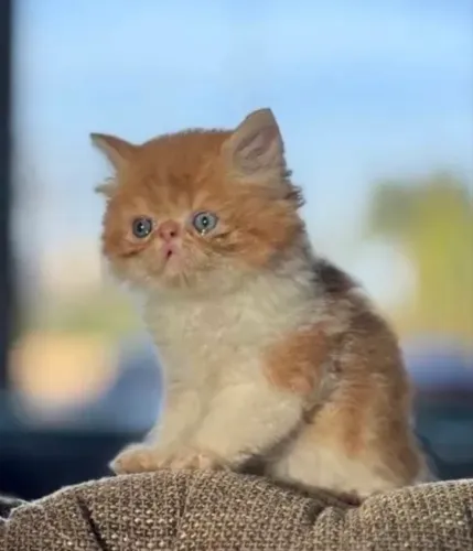Filhotes gato persa
