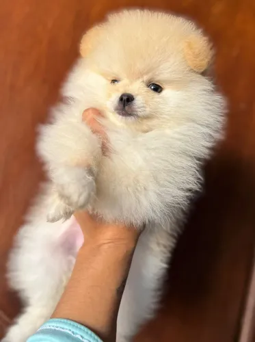 Cachorro Lulu da Pomerania filhote exclusivo, aproveite enquanto disponível