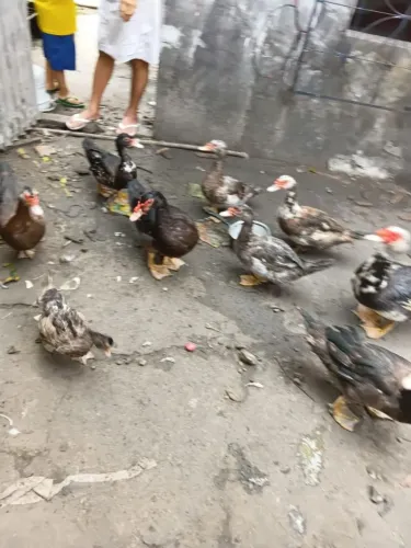 VENDE-SE PATOS, PATAS, GALINHAS E FRANGOS! ?