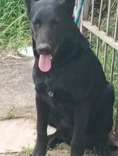Pastor belga macho 1 ano de idade tel 62- *