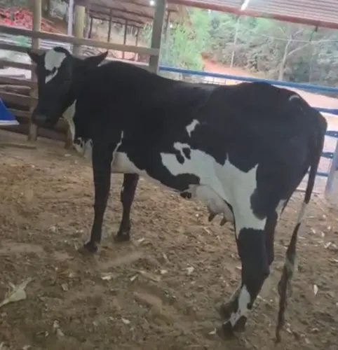Vaca girolando
