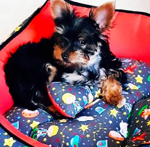 Filhote Yorkshire Terrier, Pequenos anjos peludos esperando por um lar cheio de carinho!