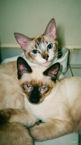 gatos para adoção, a fêmea já castrada. precisam ser adotados juntos pois são apegados