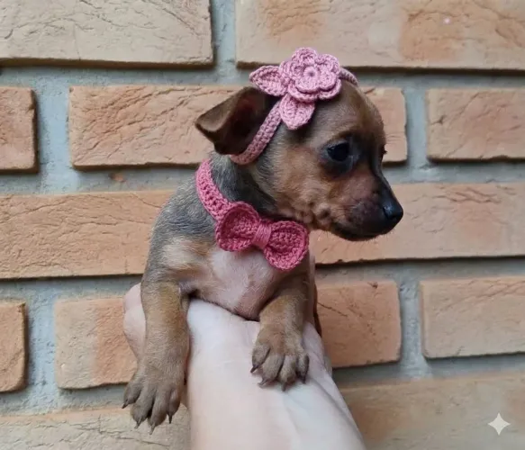 Pinscher fêmea 