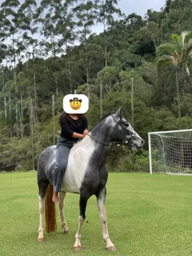 Cavalo Pampa de tordilho dos mais lindos - Marcha batida