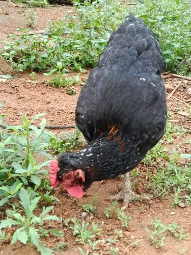 Galinha GSB sertanejo balão 
