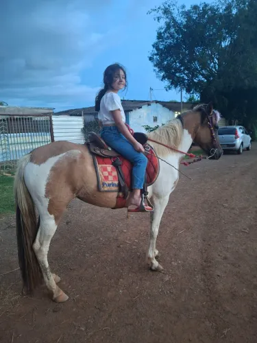 Egua Pampa de Baio Extremamente Mansa.