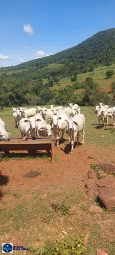 Fazenda à Venda em Barro Alto GO 38 Alqueires Goiano | Rica em Água
