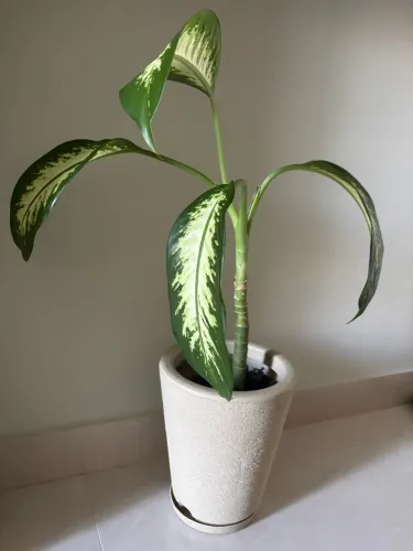 Planta Comigo Ninguém Pode
