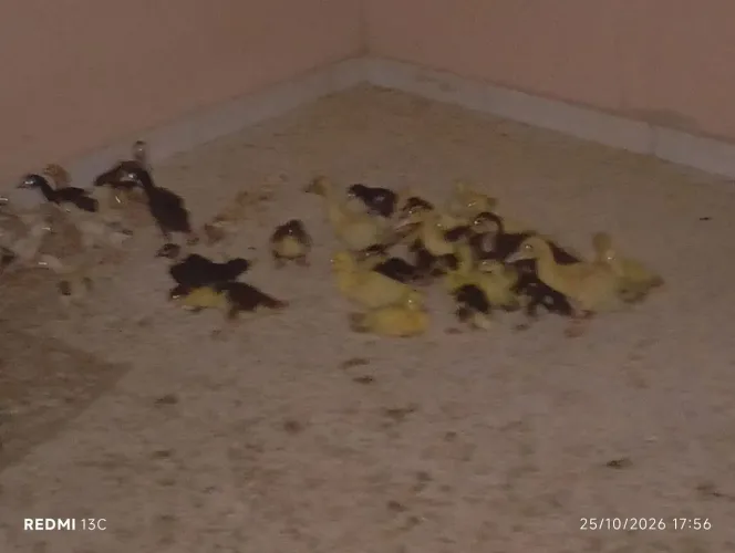 Vende-se pato.330. são três fêmeas e dois pato macho. Eh vinte pato novos. Watts *