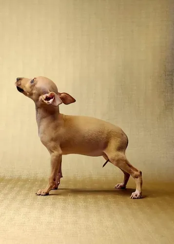Filhote galgo italiano - pequeno Lebrel
