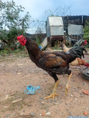 Frango caipira 