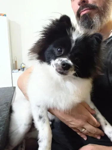 Vendo Spitz Alemão macho (Lulu da pomerania)
