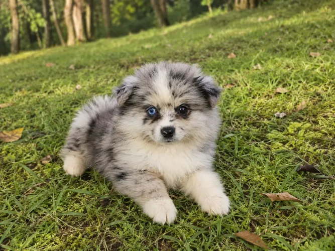 Spitz alemão Lulu da pomerana fêmea porte pequeno merle olho azul 