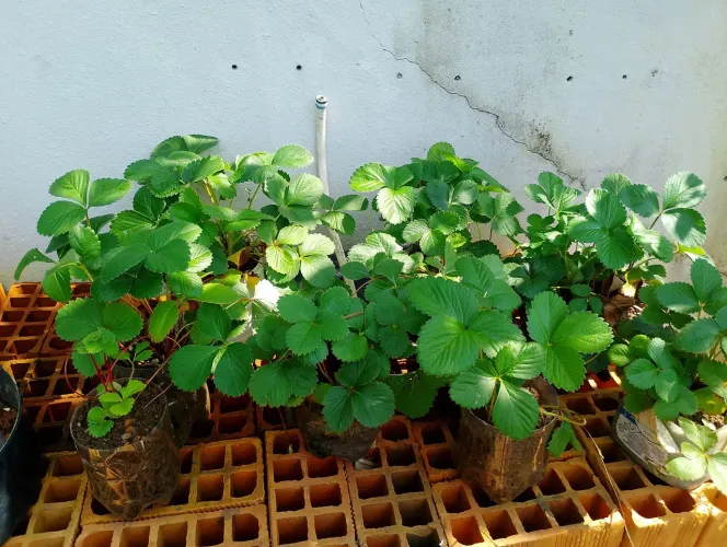 Mudas de morangos