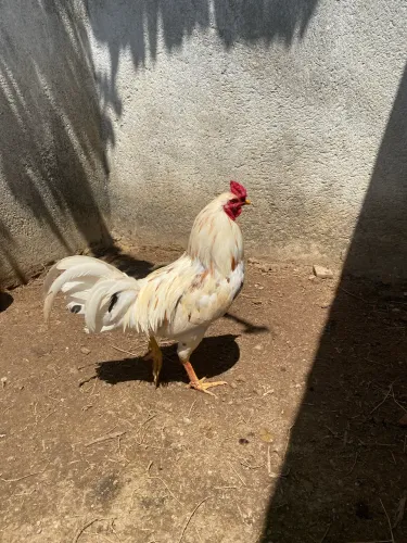 Vendo Galo caipira