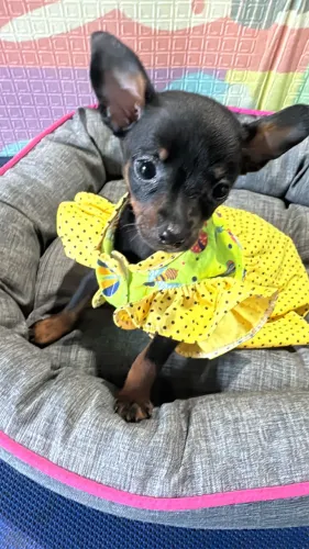 Pinscher fêmea 0/1