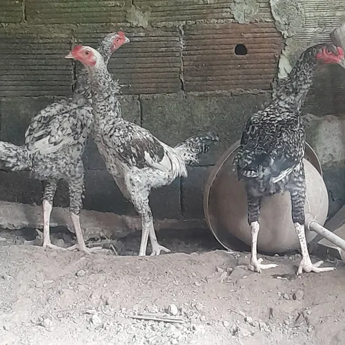 Frangos caipira carijos 