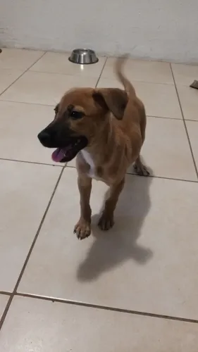 Adoção/doação de filhote fêmea