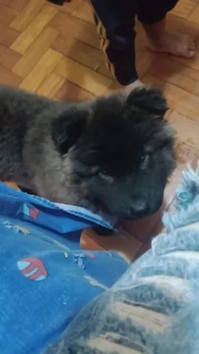 Filhote de chow-chow