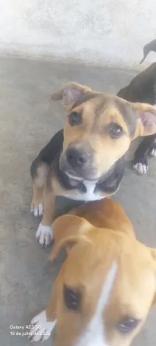 Filhote de pitbull muito docil 300 reais vermifugados 3 femeas e 1 macho