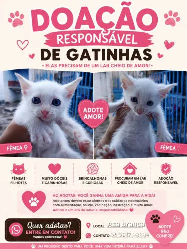 Doação de gatinhas