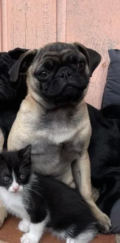Pug 5 meses