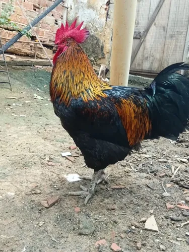 Vendo Galo
