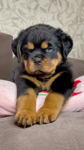 Rottweiler o melhor cão de guarda parcelo até 18x.